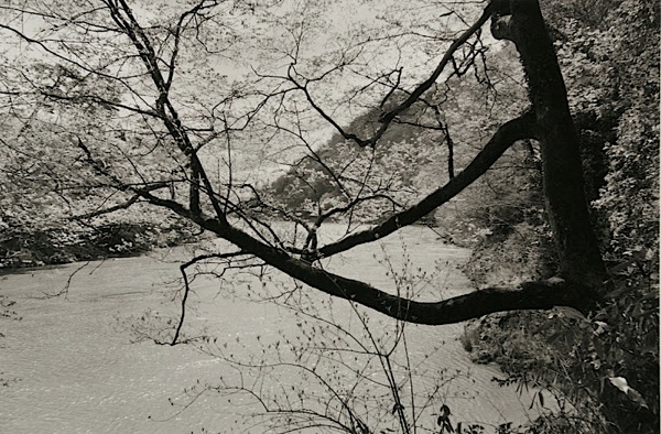Lee Friedlander 樱花作品– Cherry Blossom Time in Japan | TOPYS创意 